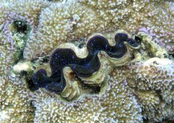 Giant Clam nested in Coral just off PauPau Beach on Saipa... by Scott Mcclarin 
